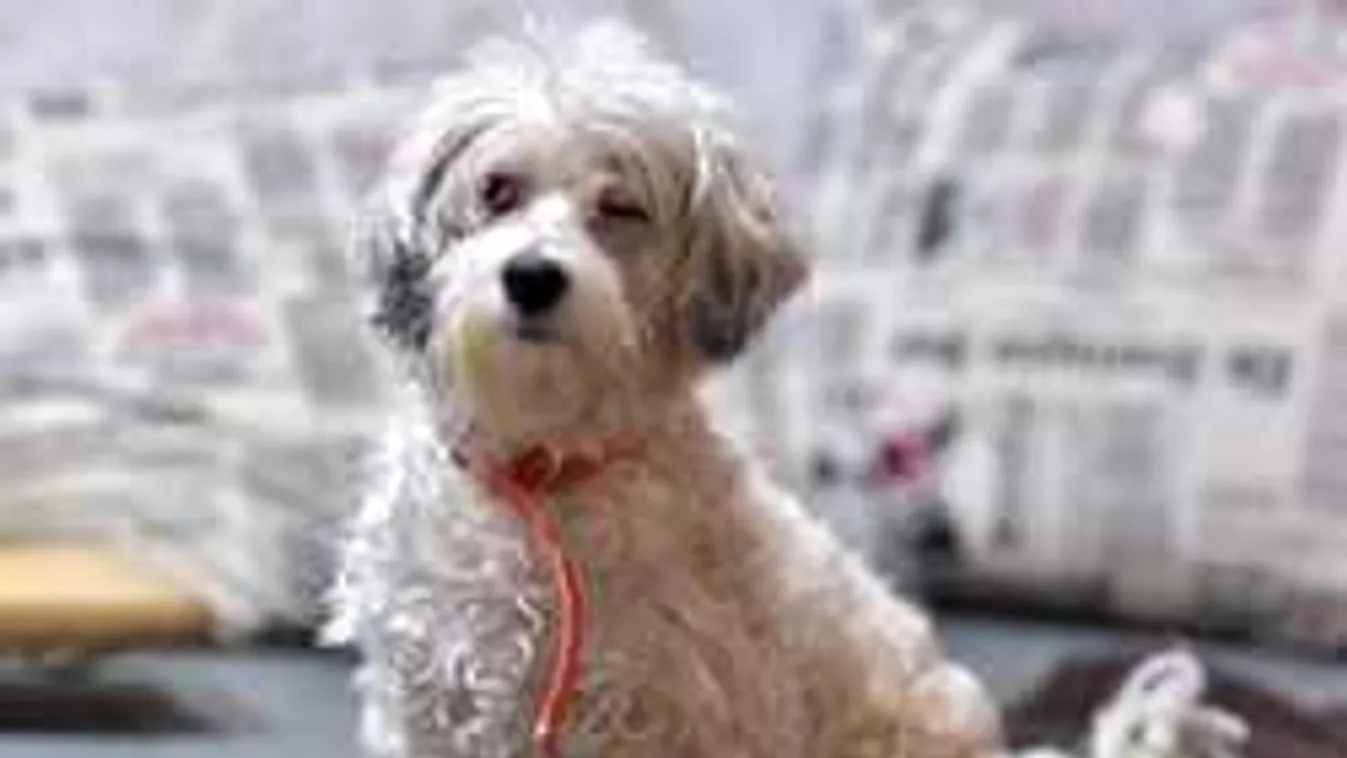 Ezért nem adhatják még örökbe a világhírűvé vált Zsazsa kutyát