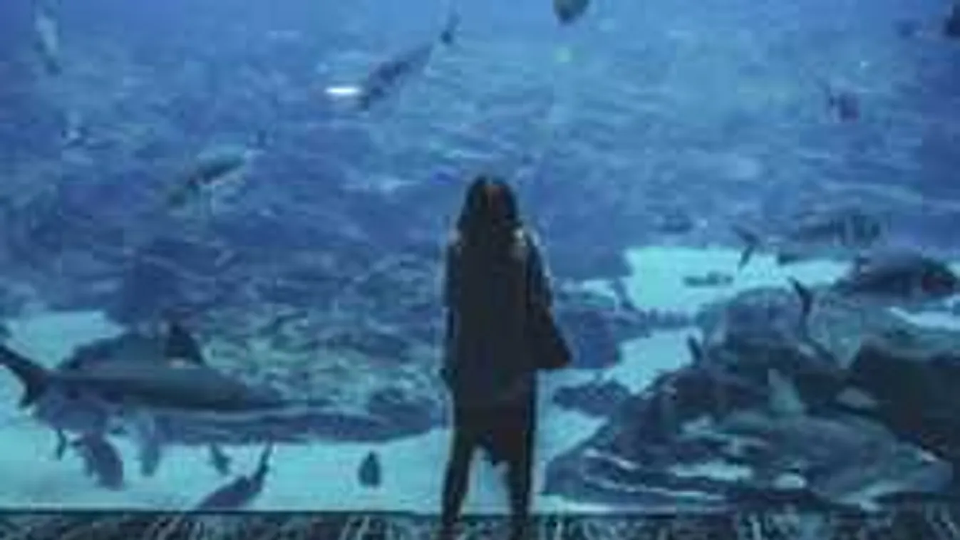 Lélegzetelállító felvétel került a netre: millióknak esett le az álla a videótól