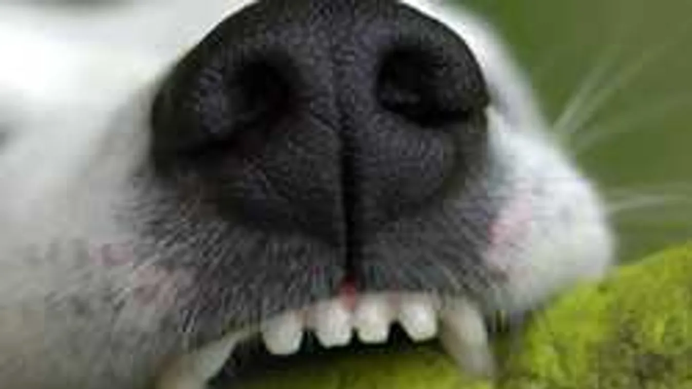 Iskolából indult haza a kislány, csak a véres maradványai kerültek elő