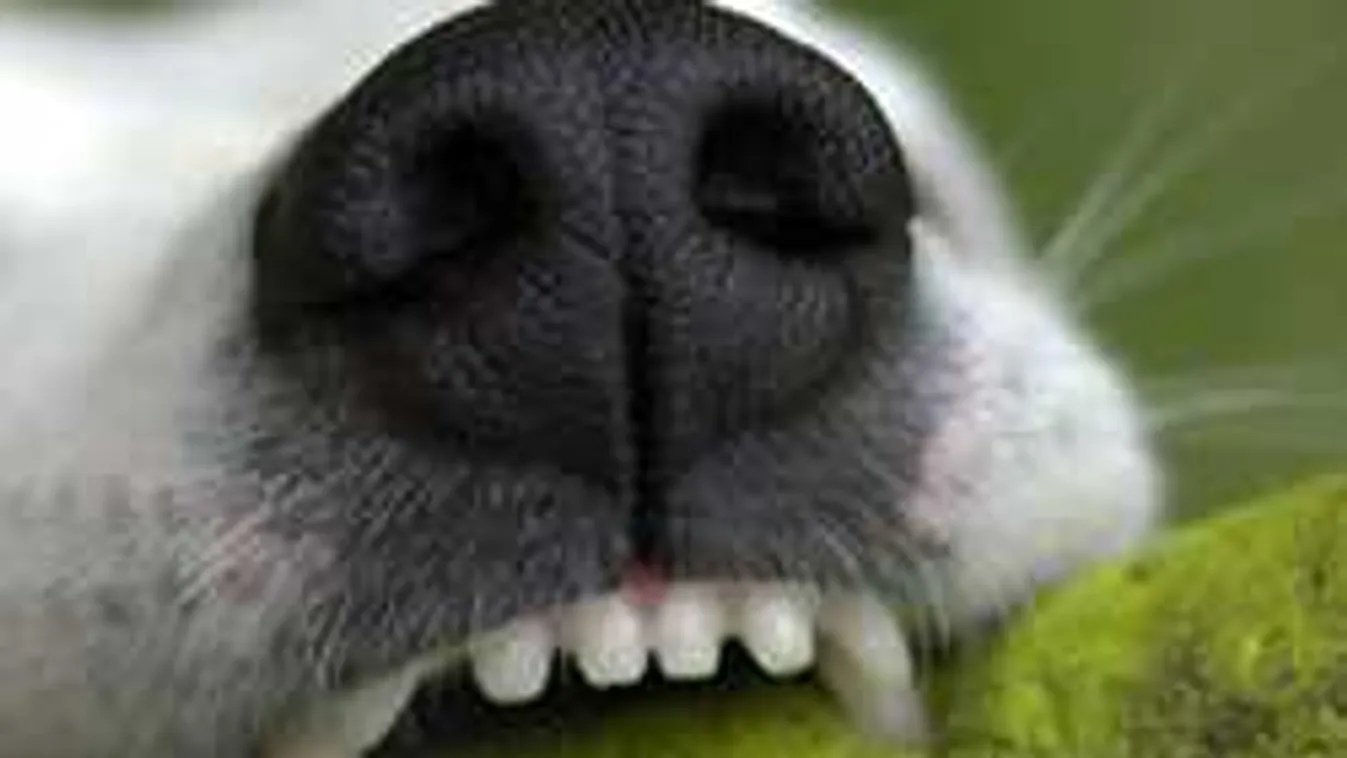 Hihetetlen, mit tett szomszédja kutyájával egy kunszentmiklósi férfi