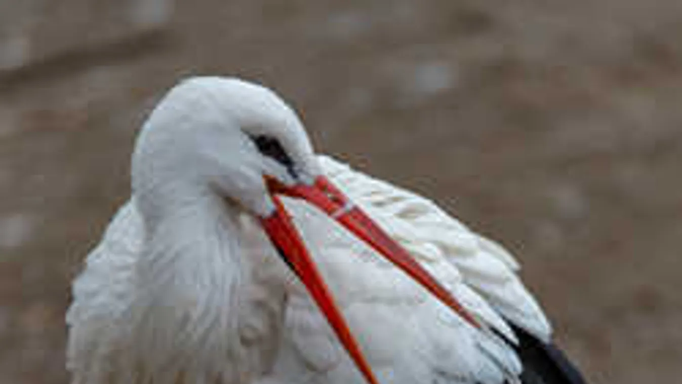 Elszámította magát a gólya, így úszhatja meg az életveszélyes hétvégét
