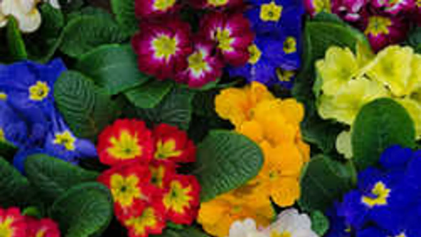Így gondozd a primulát, hogy sokáig gyönyörű legyen