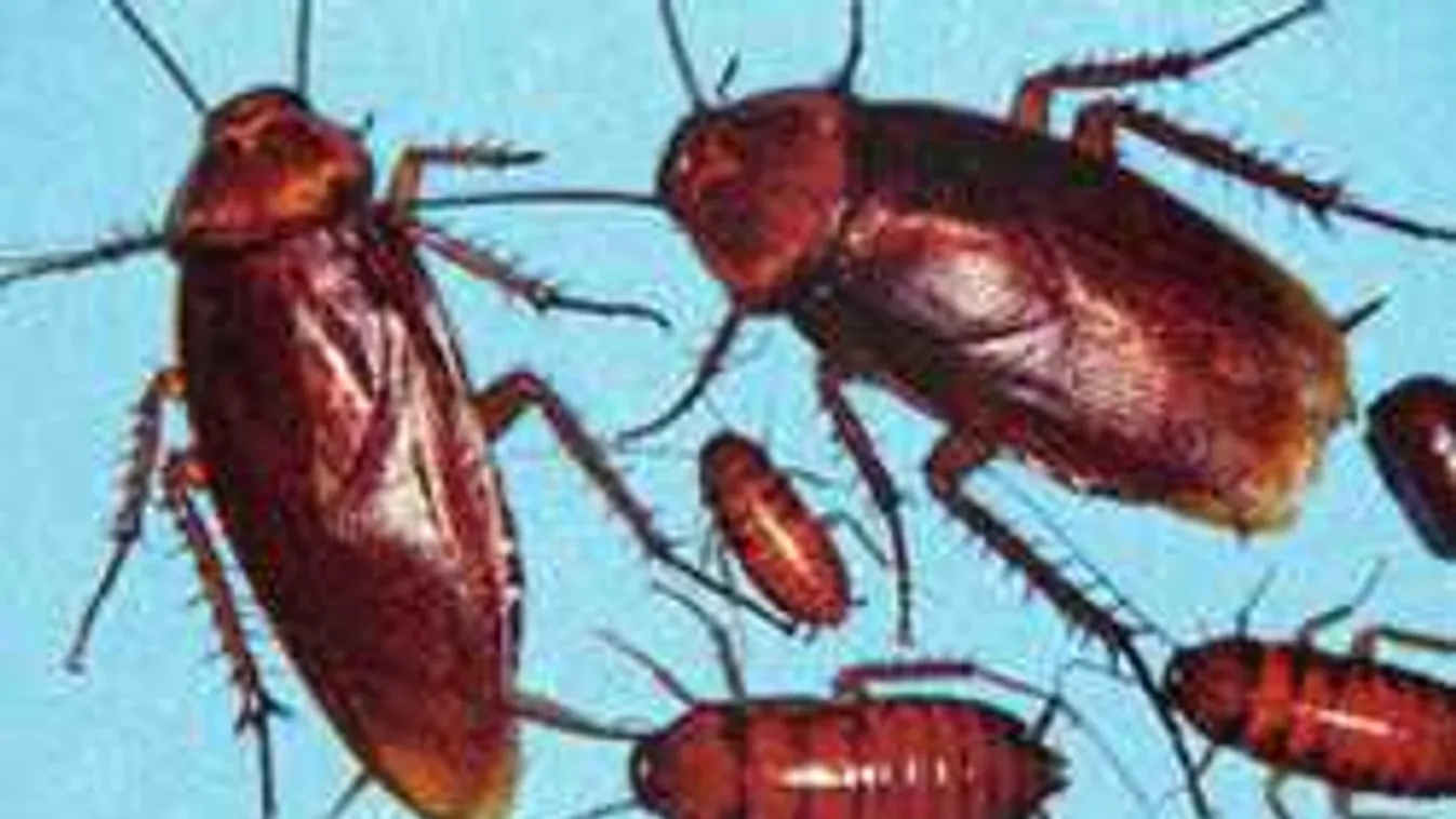 Támadnak a lakótelepi csótányok: Így szabadulhatsz meg tőlük