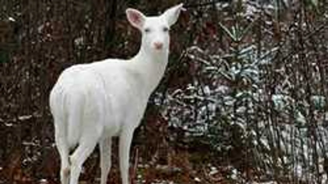 Mutáns őzbak tartja izgalomban a magyar vadbiológusokat