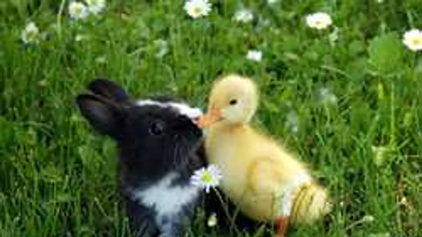 Személyiségteszt: A kacsát vagy a nyulat veszed először észre a képen?