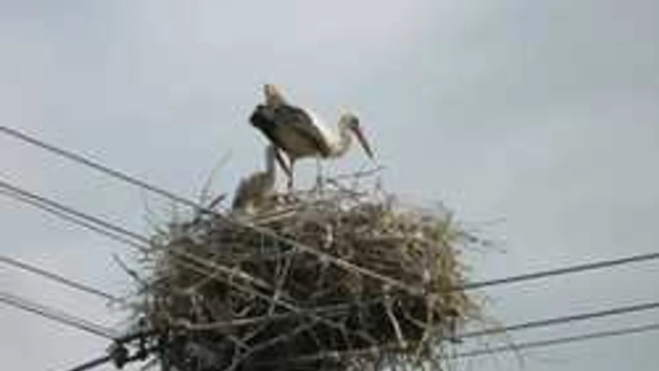 Nem várt veszély leselkedik a gólyákra - Figyelmeztetnek a szakemberek