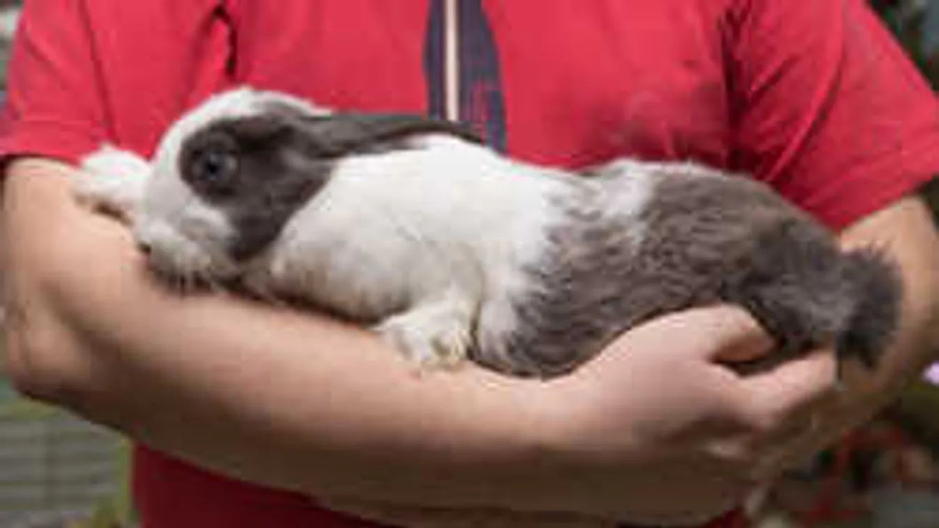 Megszólal a szakértő: így vegyünk csak húsvéti nyulat