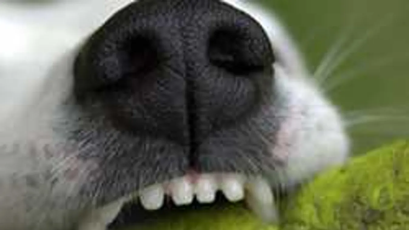 Sokkoló támadás Borsodban: a fia talált rá a vérben fekvő asszonyra