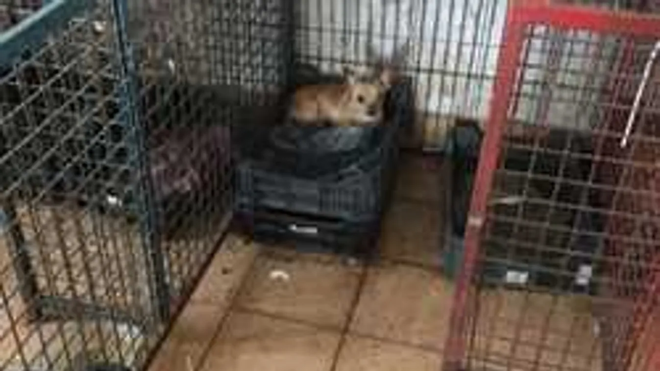 Még mindig működnek itthon a titkos kutyamaffiák?