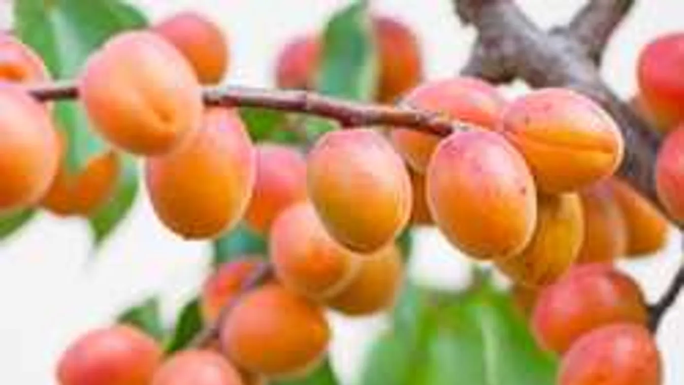 Kiderült, miért okoz nagy bajt a márciusi tél