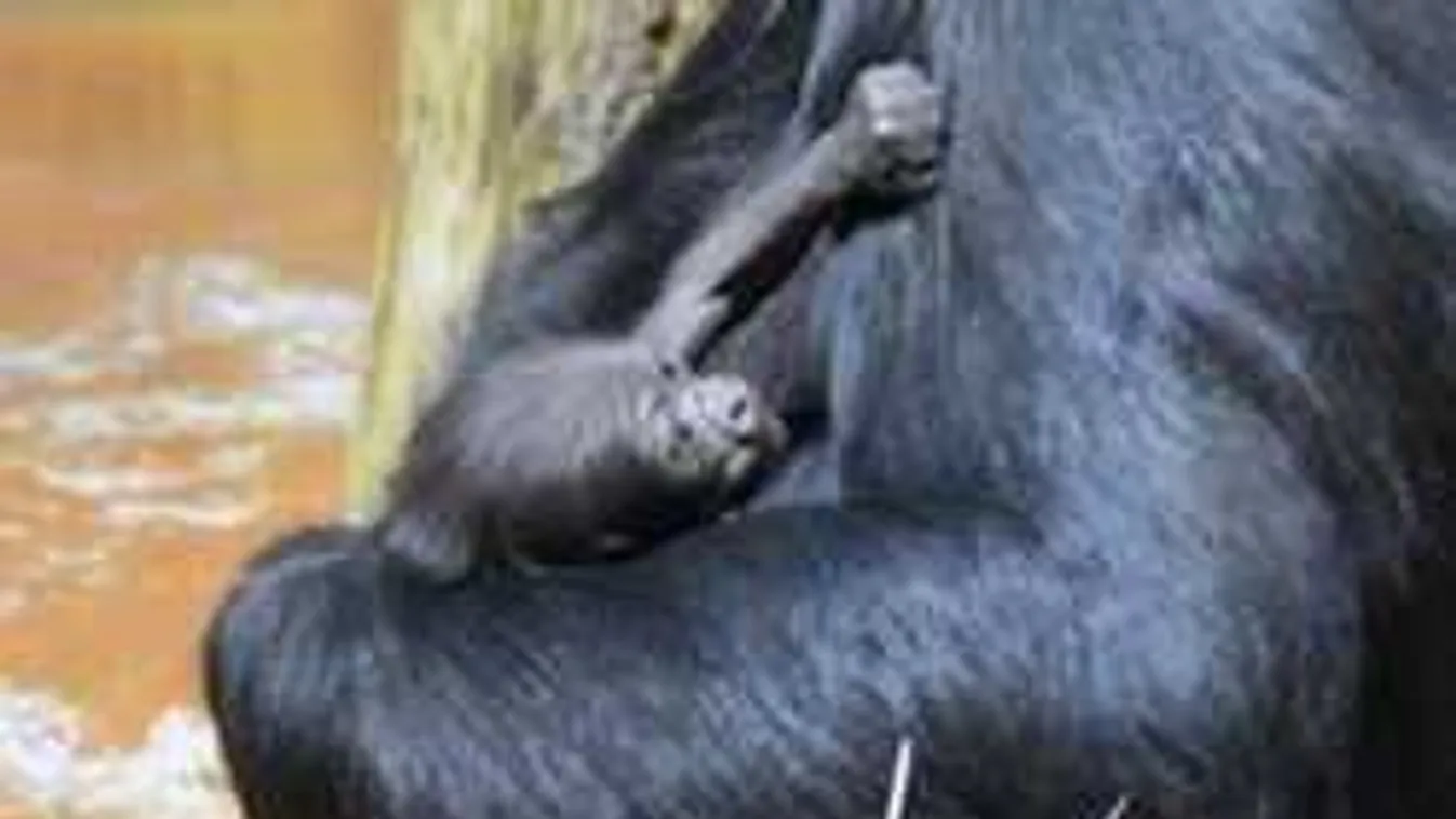 Te nevezheted el ezt a tündéri jövevényt!