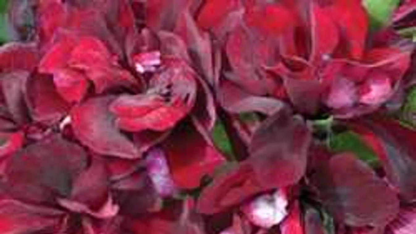 Nagyon bizarr muskátlit árulnak a LIDL-ben, Budapesten