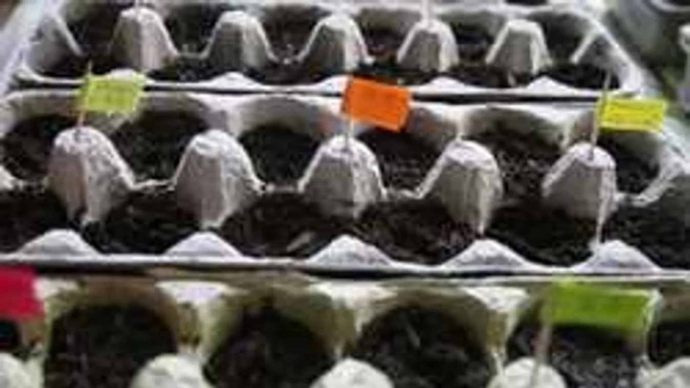 Ez a tojástartó-trükk maga a csoda! Irány a kert