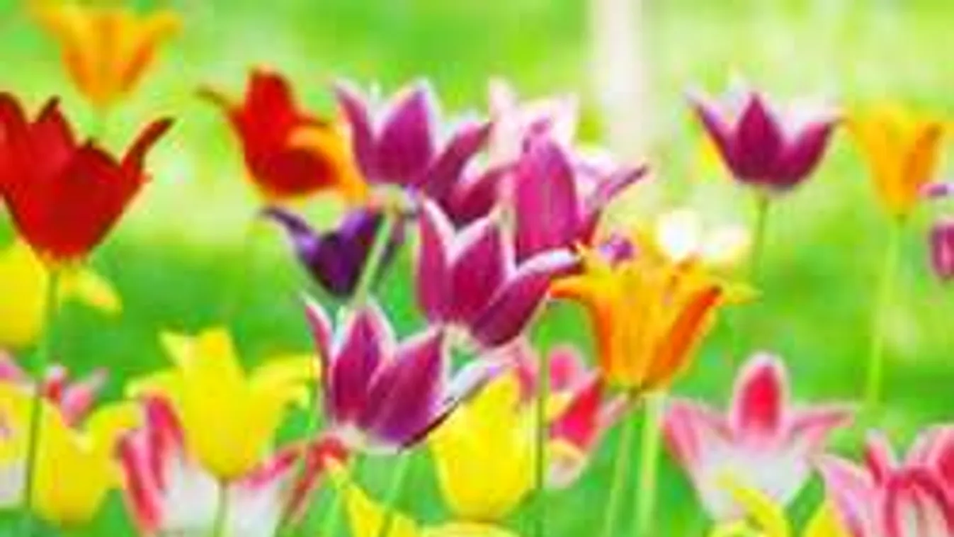 Így lesz gyönyörű tavasszal a kertben a tulipán