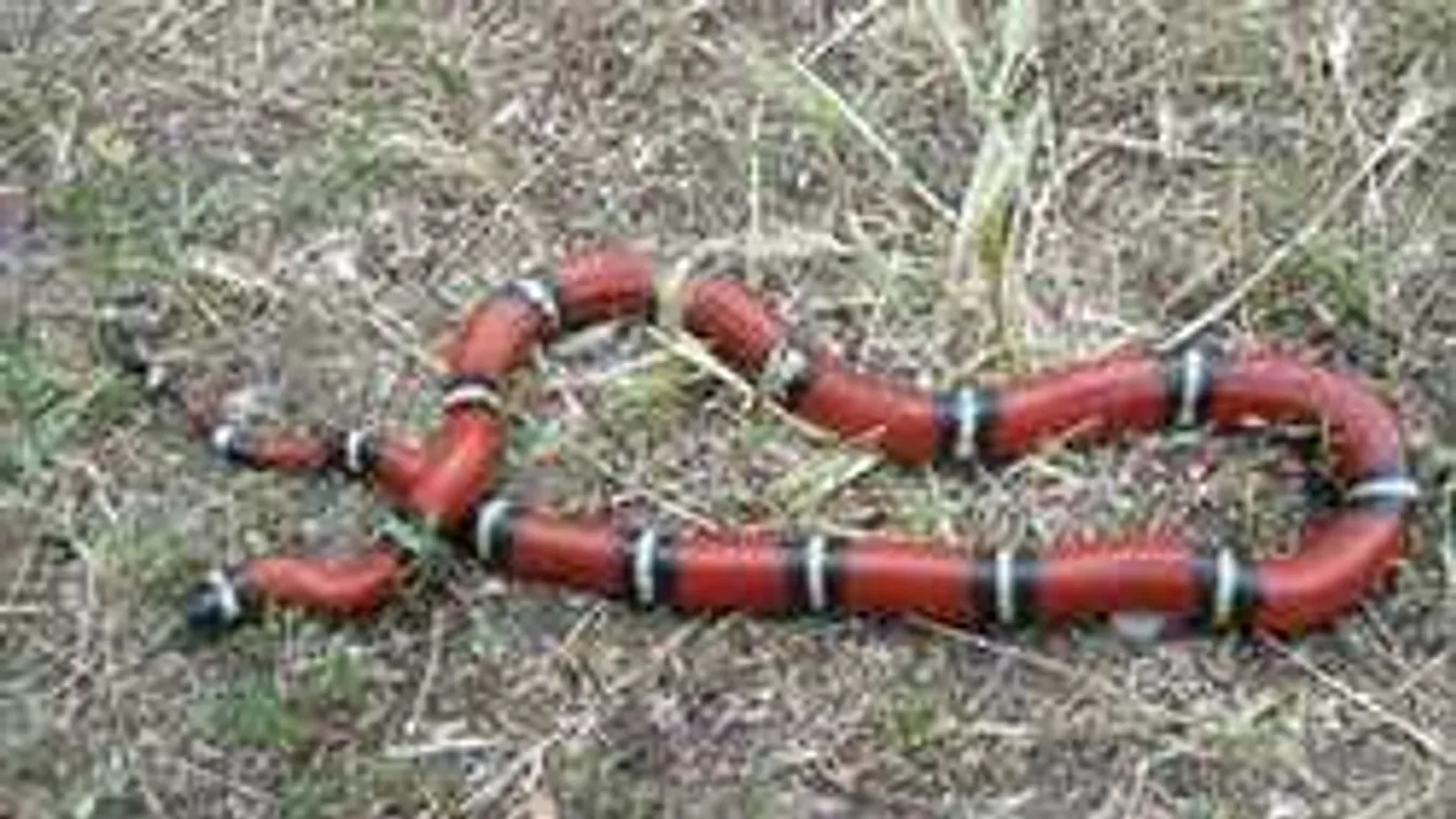 Egyre több riasztás érkezik: Veszélyes kígyókat dobnak utcára