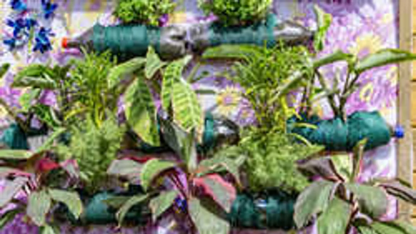 Legyen kiskerted a panelban, mutatjuk, milyen növényt vegyél