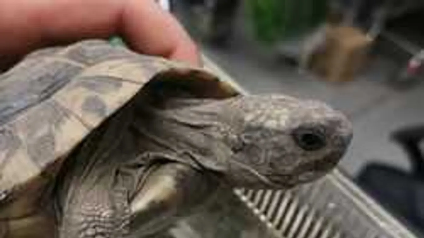 Ezért van egyre több kószáló teknős az utcákon