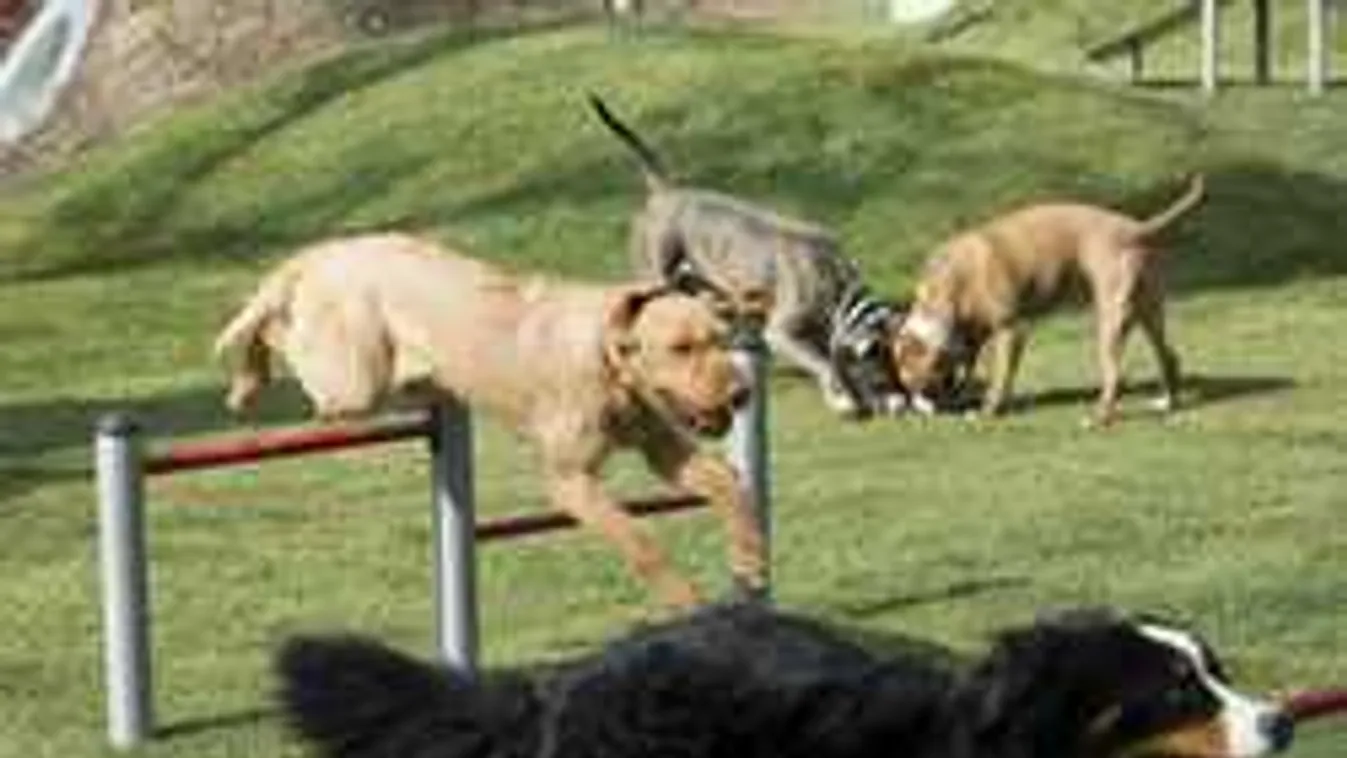 Tesztüzem, kilenc négylábúval