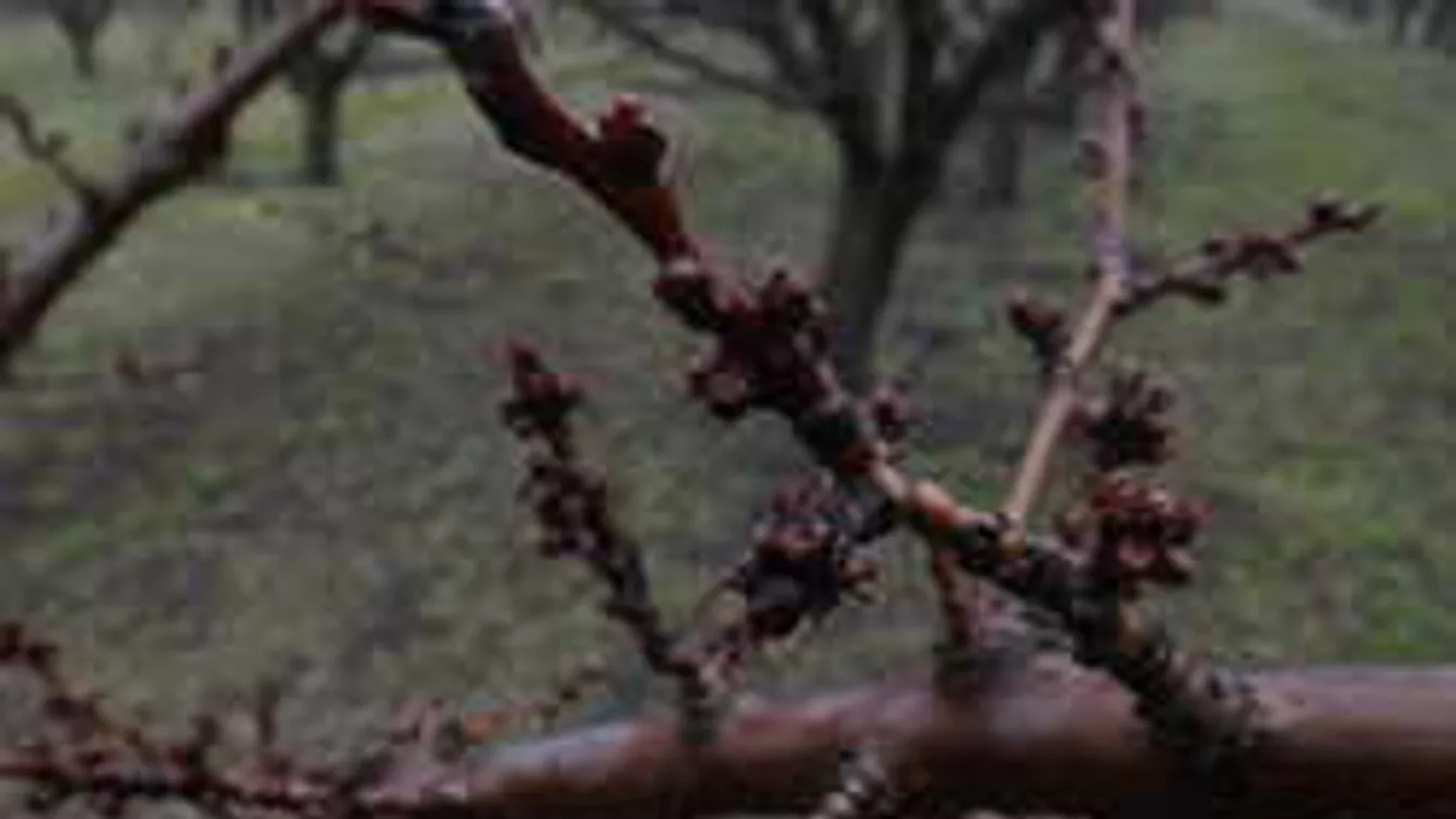 Nagy drágulás jön, ezt a gyümölcsöt tette tönkre idén a fagy