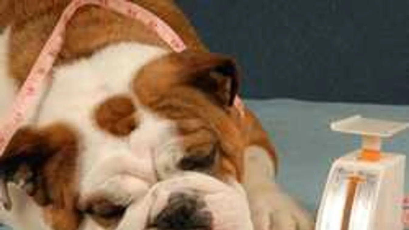 Ezt a vonalat figyeld, azonnal kiderül, túlsúlyos-e a kutyád