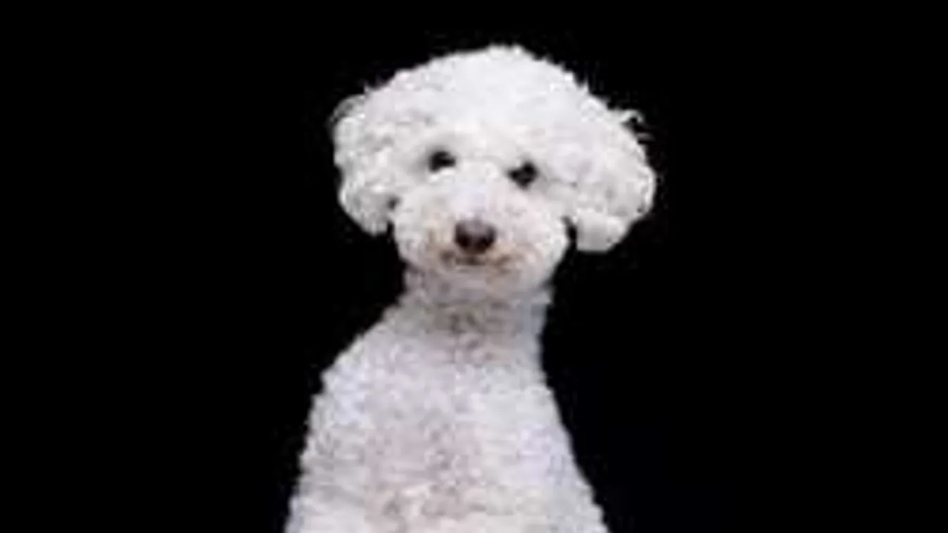 Szupercuki! Új taggal bővült a FEM3 Café csapata