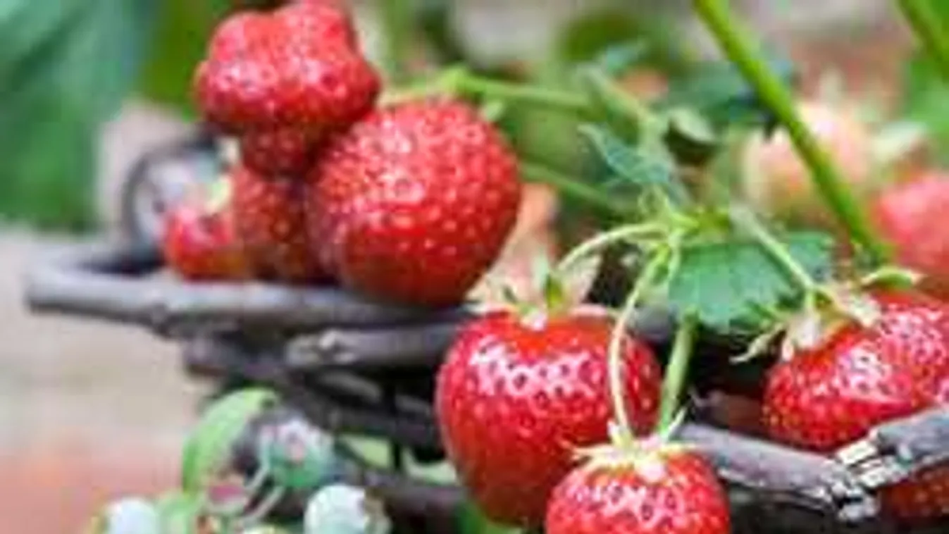 Így ültesd az epret, csodás szüret vár rád hamarosan