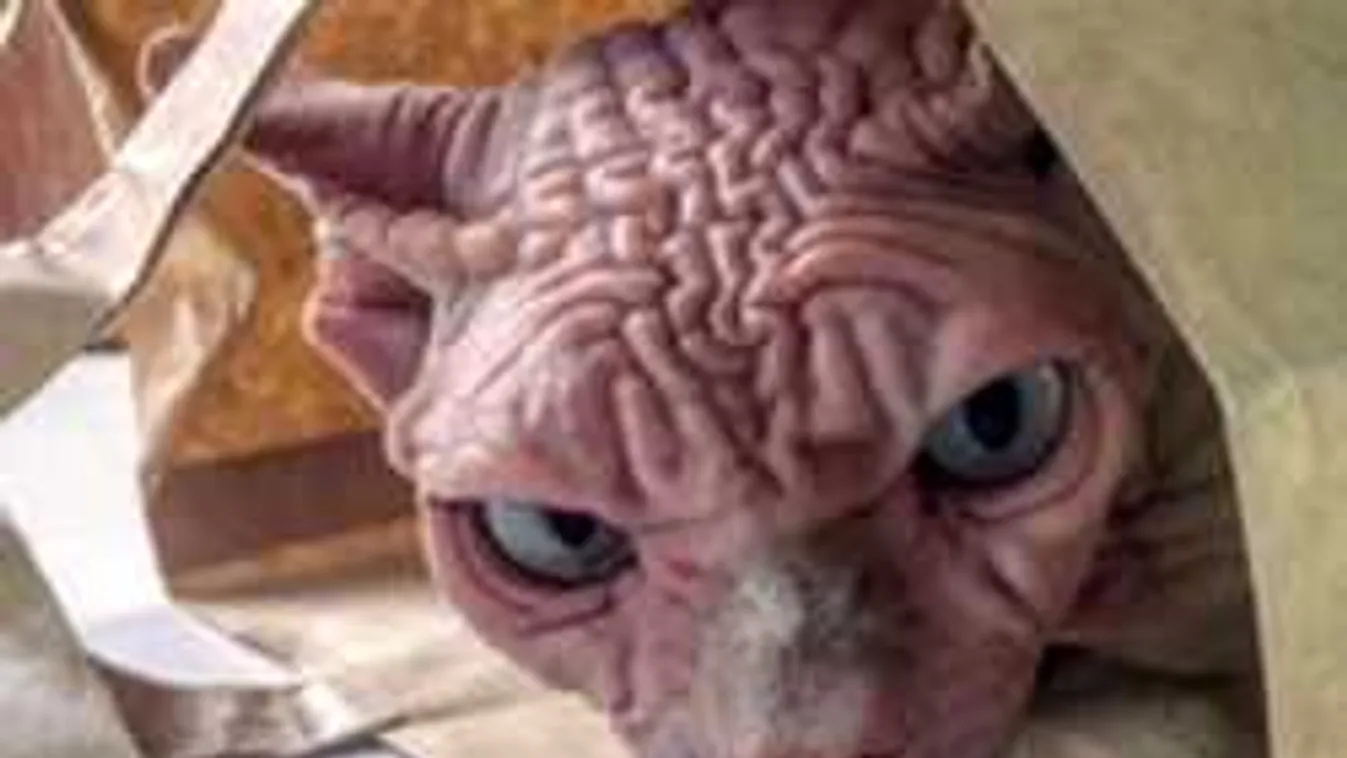 Ez a mérges macska az internet új sztárja, ilyet még nem láttál!