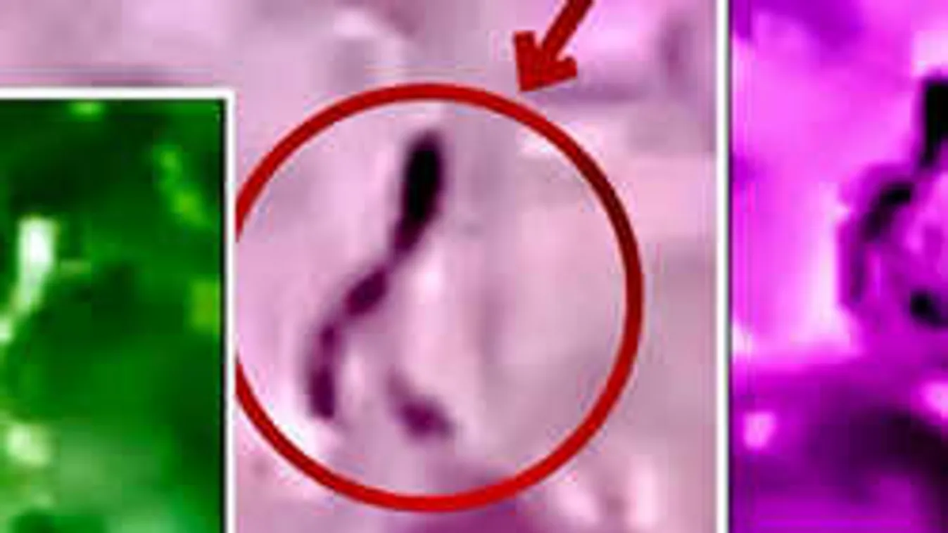 Sokkot kaptak a turisták, amikor egy fura lény sétált bele az erdei videójukba