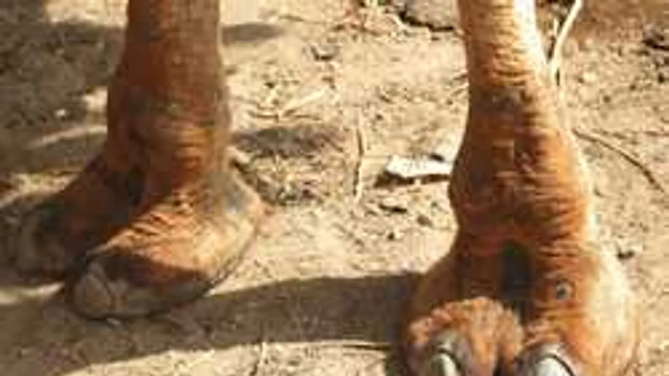 A lakók csak pislogtak: ez nem történhetett volna meg az úttesten