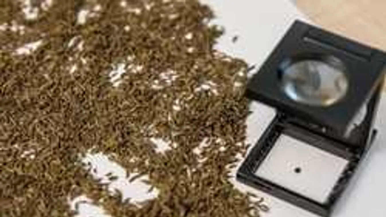 Elképesztő, hogy mi van a köményben