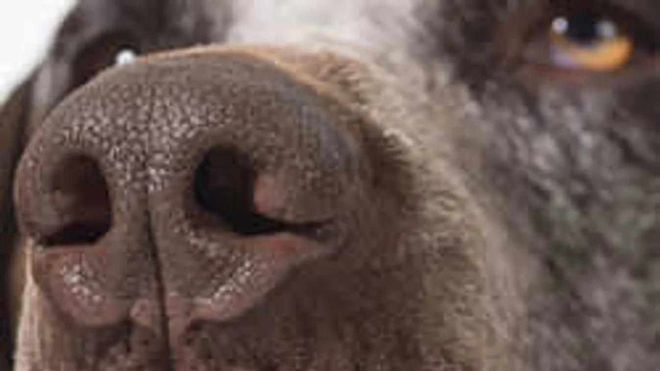 Elképesztő kegyetlenség: forró autóba zárták kutyájukat a Hortobágyon