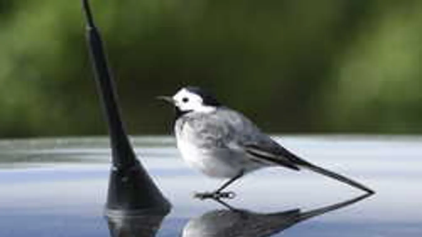 Ezért viselkedhetnek mostantól ijesztően a madarak