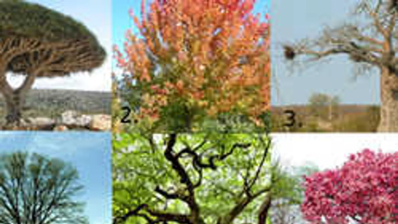 Melyik fát választanád? - Elárulja, milyen VALÓJÁBAN a párkapcsolatod