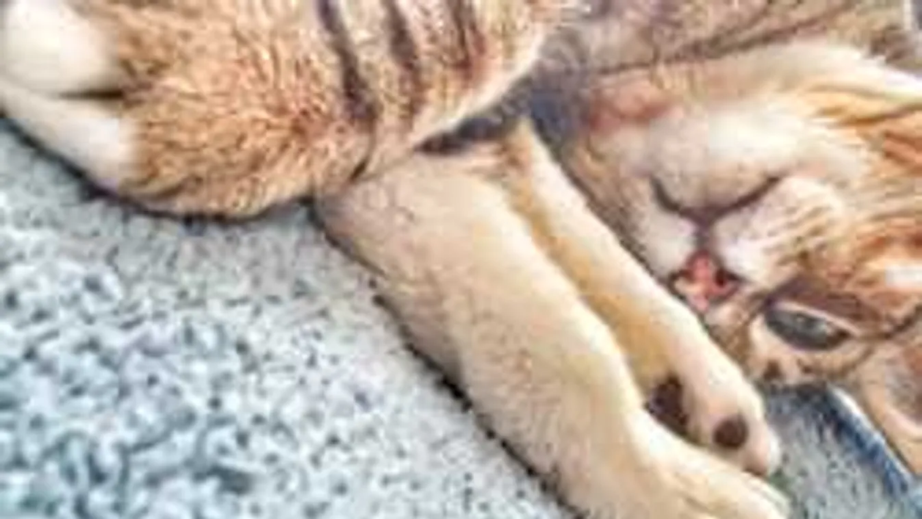 Kivonultak a tűzoltók, nem mindennapi eset történt Hajdúnánáson