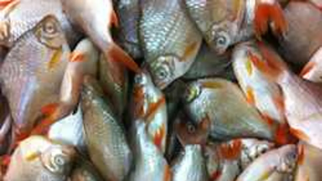 4 mázsa hal fulladt meg Szegednél