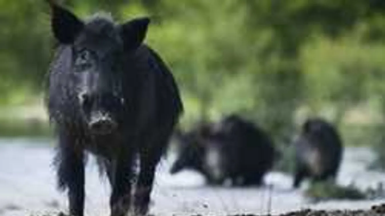 Ismét ölt a fertőző kór, nem tudni, meddig terjed a járvány