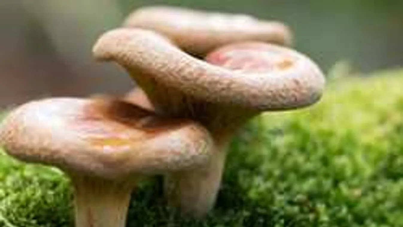 Brutális gombamérgezés: 9-en meghaltak, többen kritikus állapotban vannak