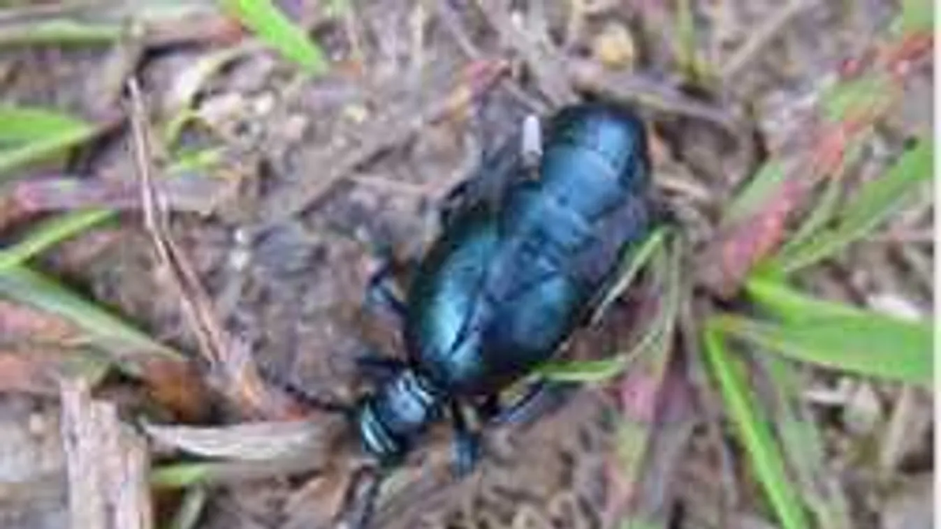 Rettenetes felfedezés, életveszélyes bogár bukkant fel szomszédainknál