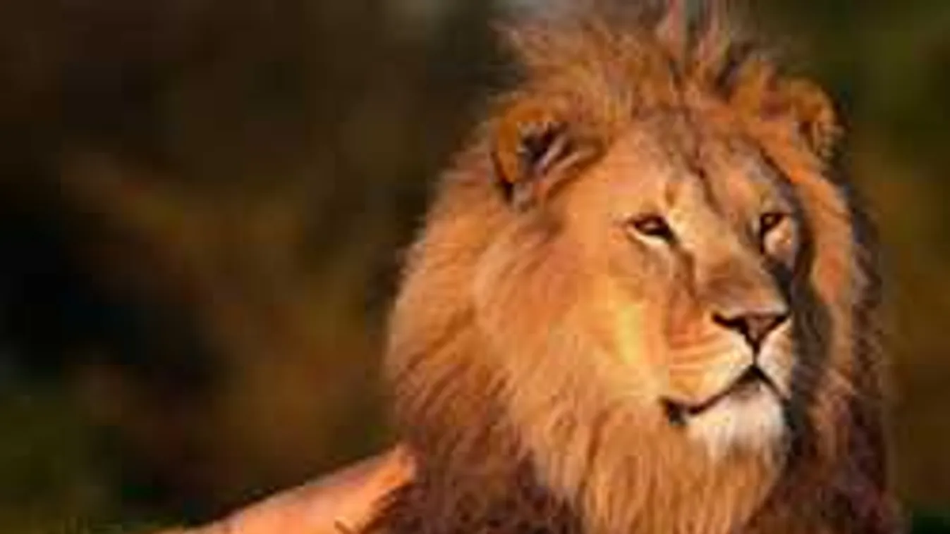 Horror a vadasparkban: a sikoltozó nézők előtt ragadta el a férfit az oroszlán