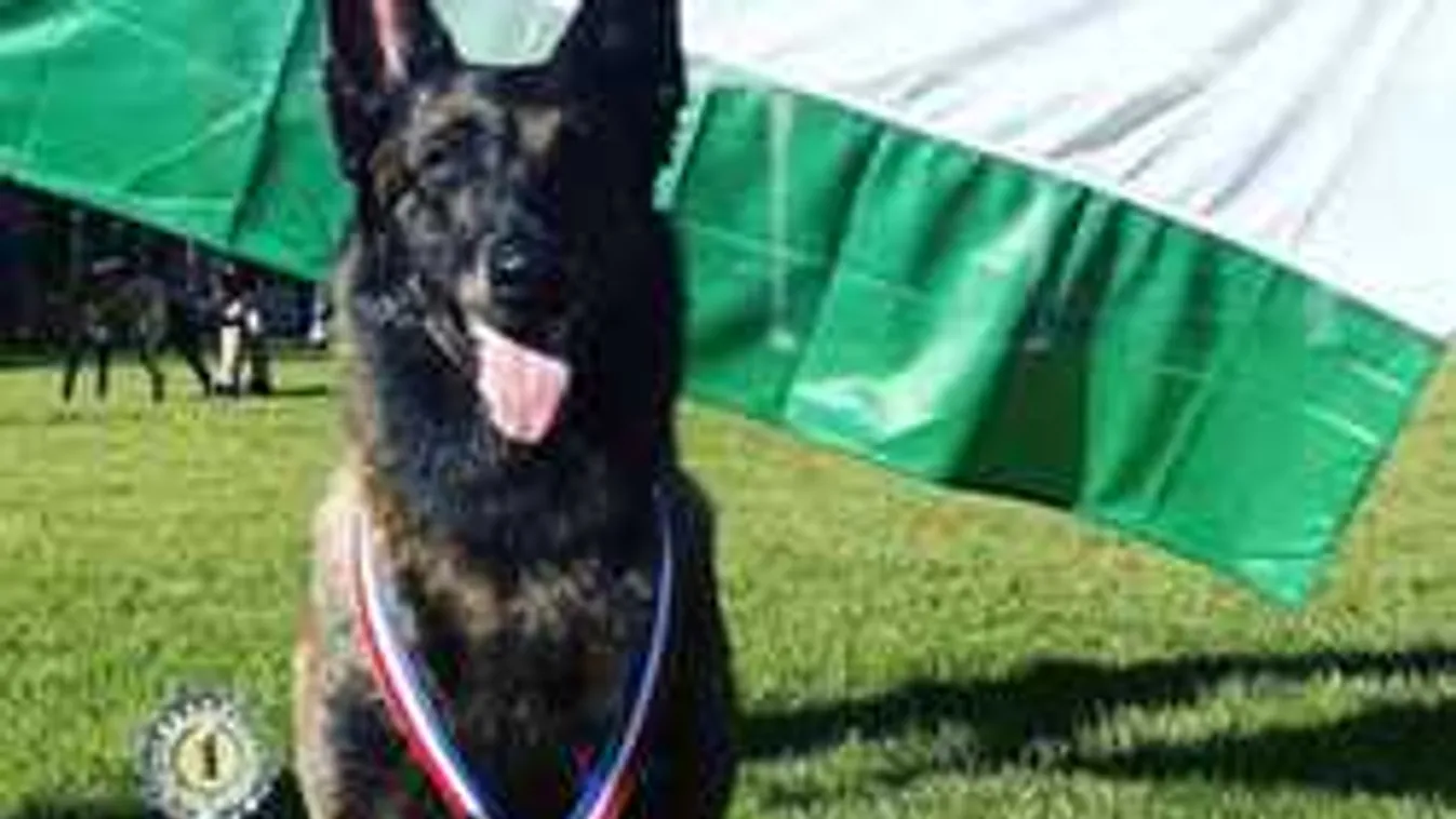 Kiderült a titok: ezért olyan sikeresek a magyar keresőkutyák