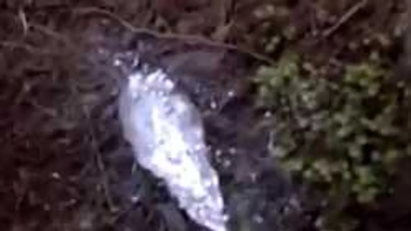 Valami olyasmit videóztak az erdő mélyén, hogy a tudósok is elsápadtak