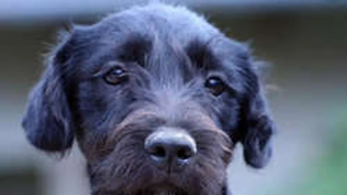 Itt dobják a legtöbb kutyát az utcára!