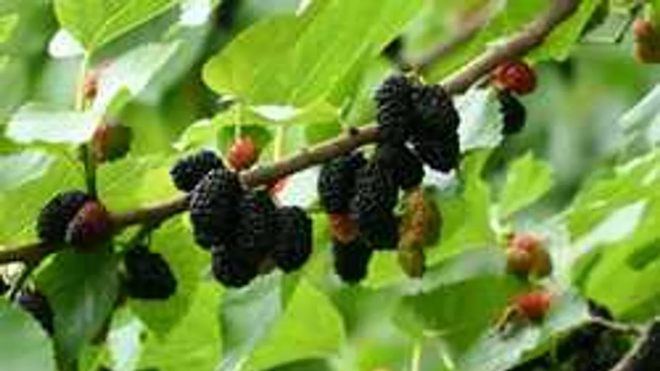 Ismered ezt a régi magyar gyümölcsöt? Most érik