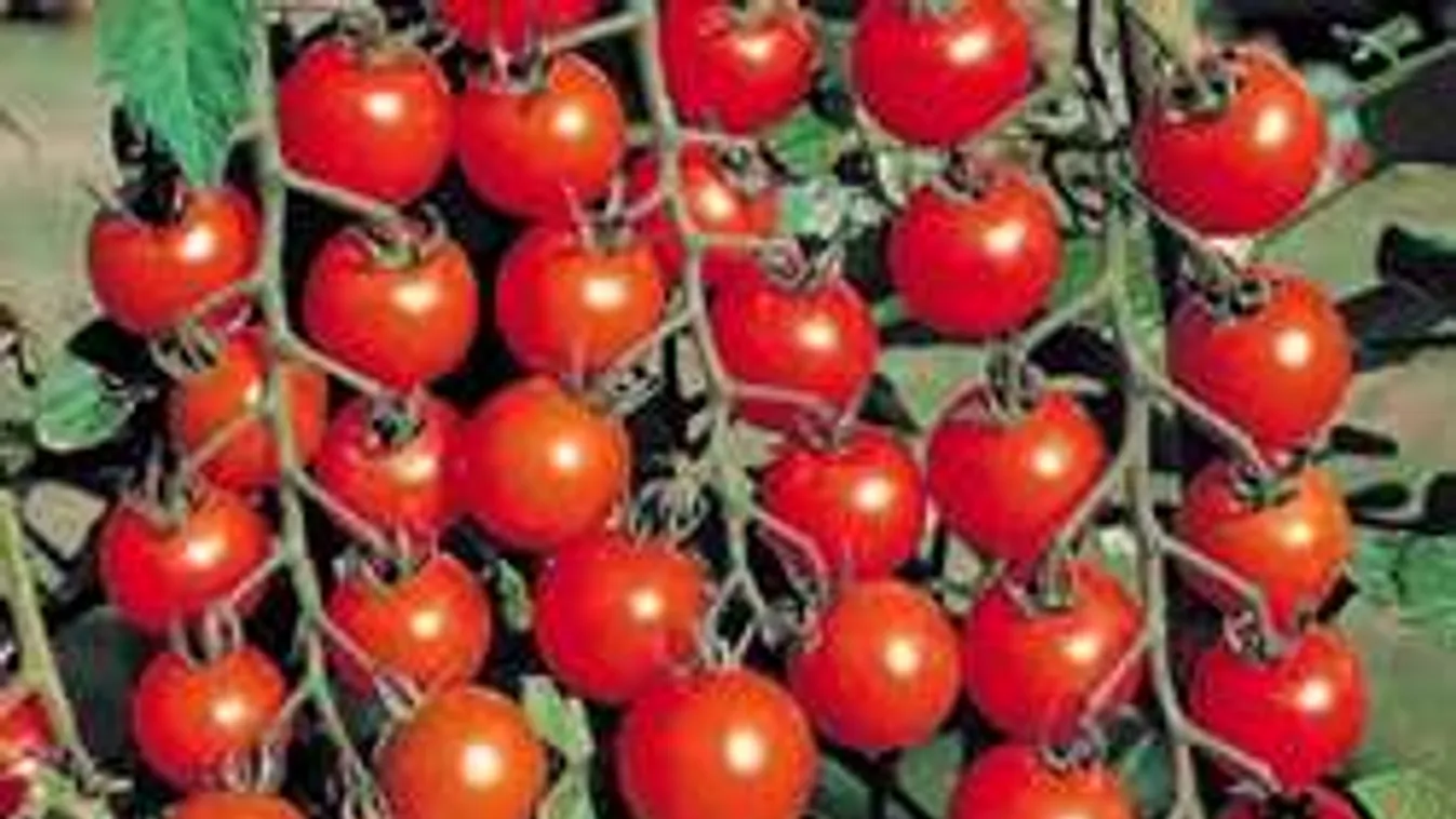 Eltitkolt tudomány: így lesz tökéletes a paradicsomod!