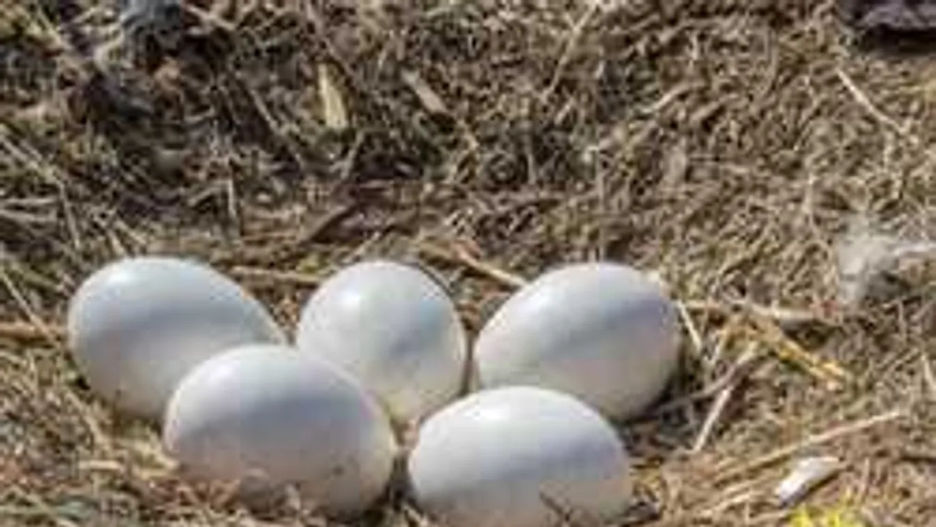 Szomorú! Árván maradt ez a fehér gólya család