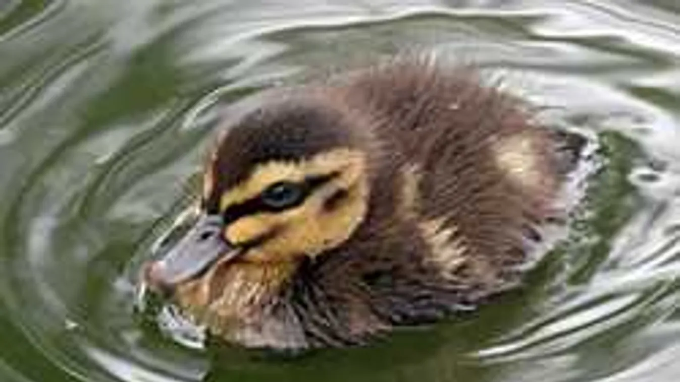 Sürgős hívást kaptak a kaposvári tűzoltók: beszorult kacsákhoz vonultak ki