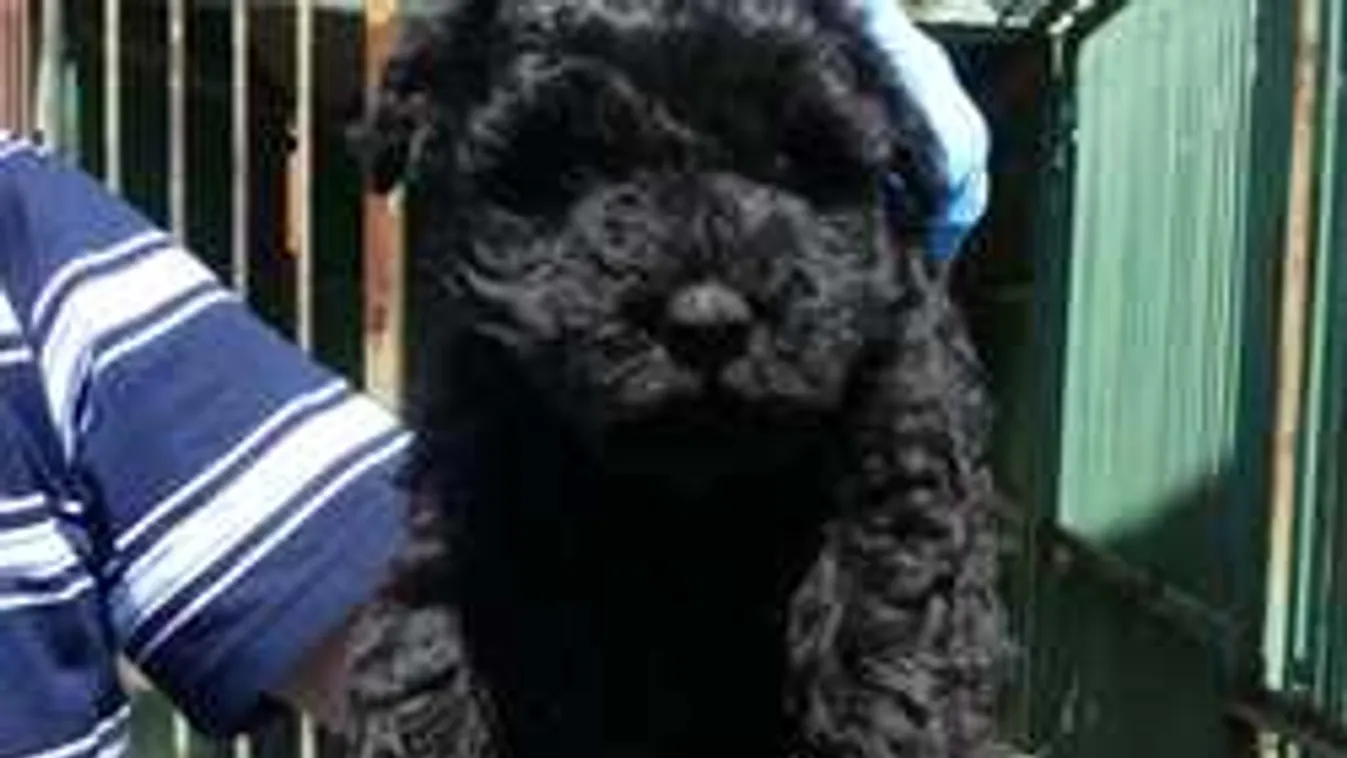 Rengeteg kiskutyát dugott a csomagtérben a kegyetlen férfi