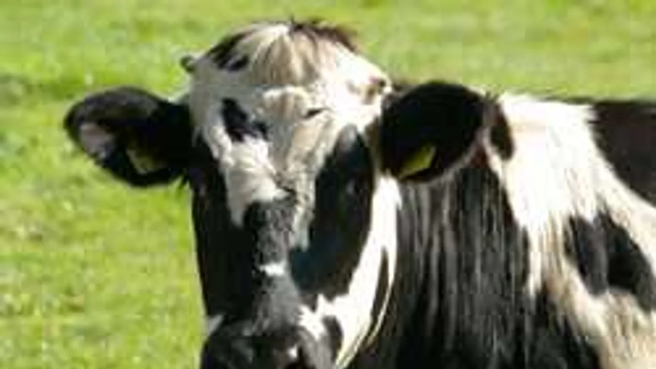 Figyelmeztetnek, fertőzött hús kerülhetett a magyarok asztalára is