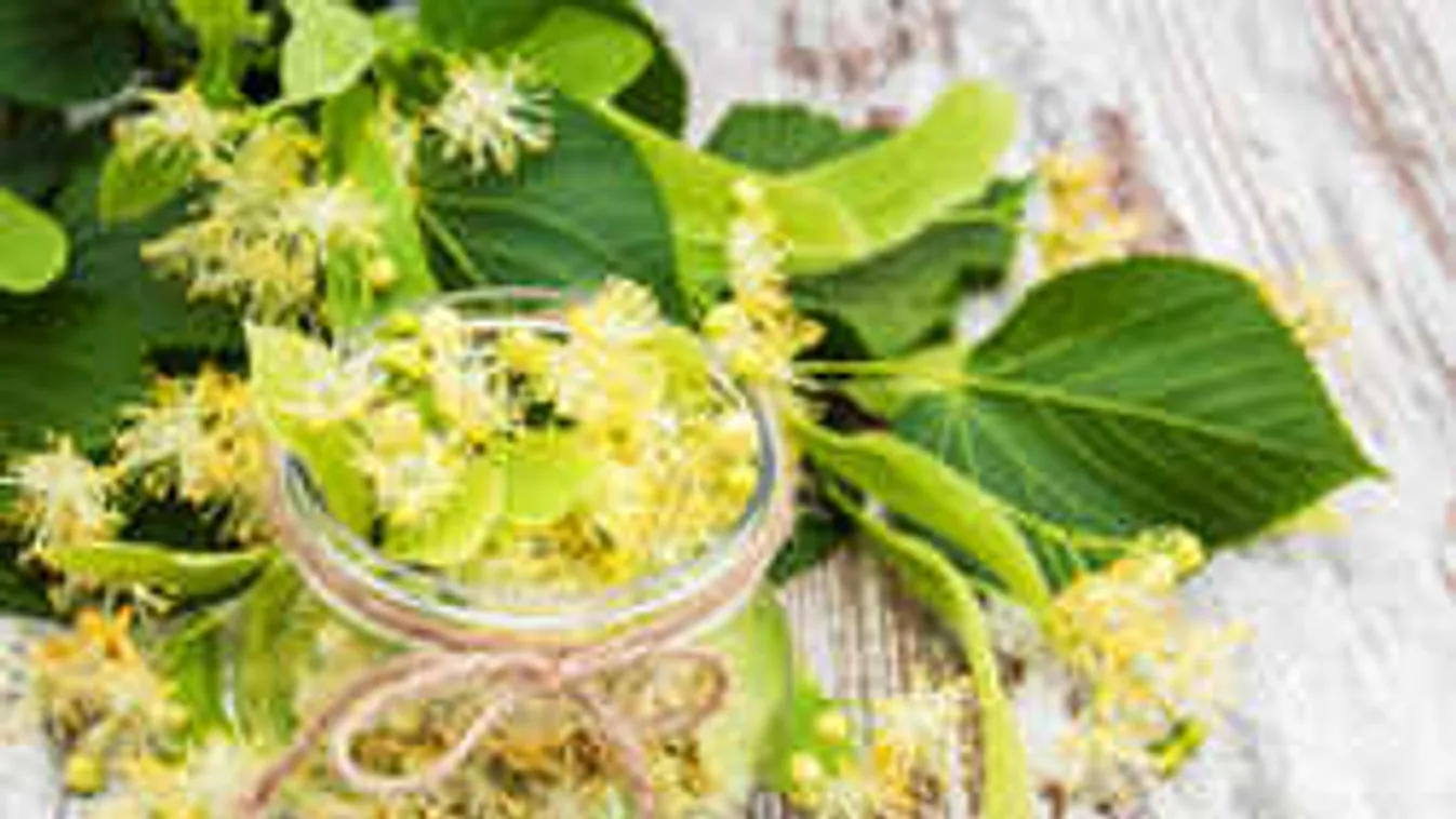 Így készítsd el a hársfavirág szörpöt! Eláruljuk, melyik fáról szedd a hozzávalót