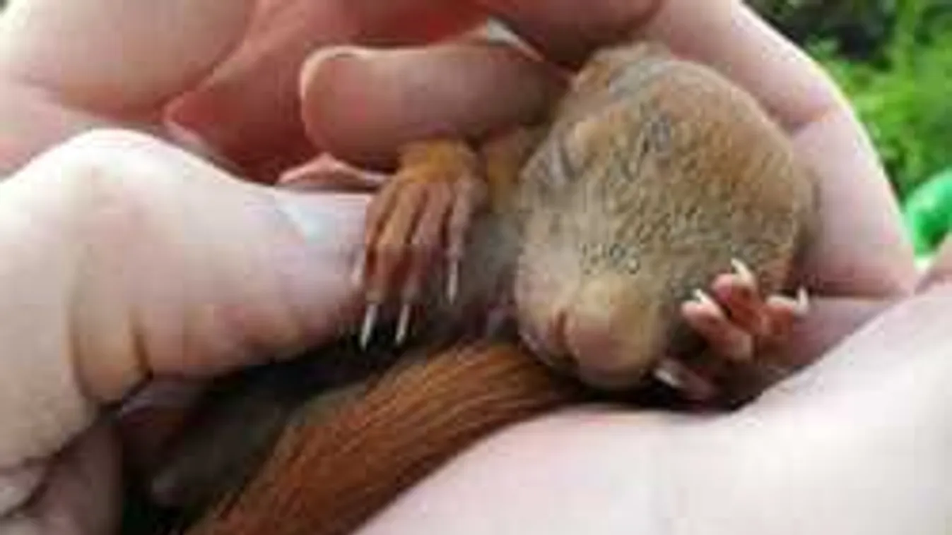 Ilyen édeset még nem láttál, mókusbébit mentettek meg a járókelők
